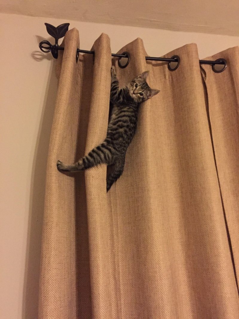 Кот на шторе