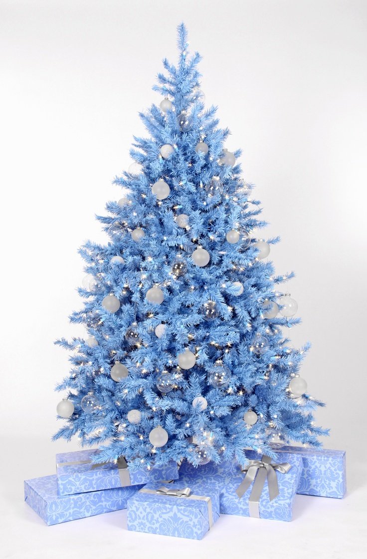 Кристмас Блю Christmas Blue ель