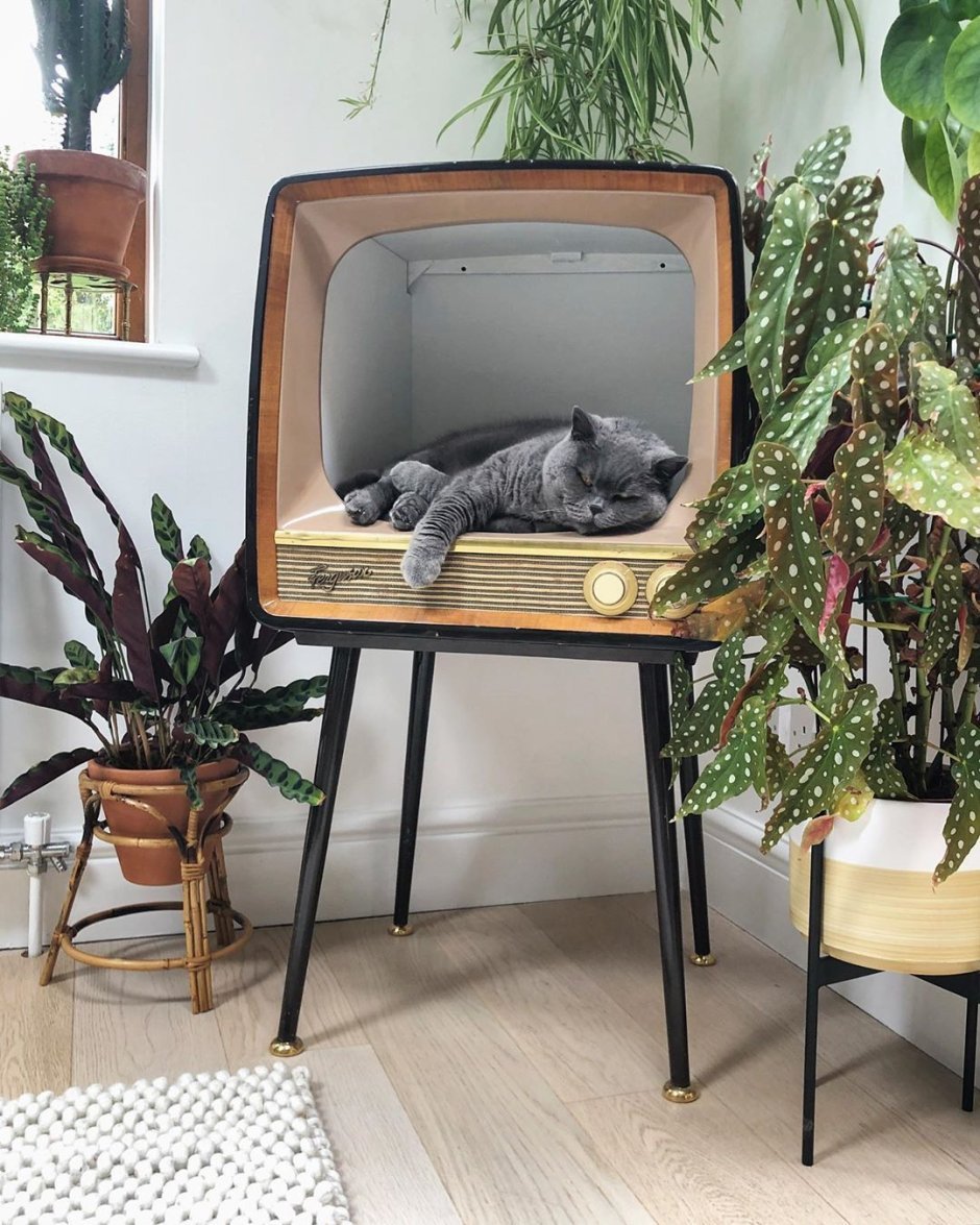 Кошачий домик из телевизора