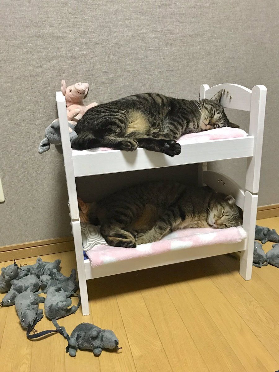 Кровать для котов