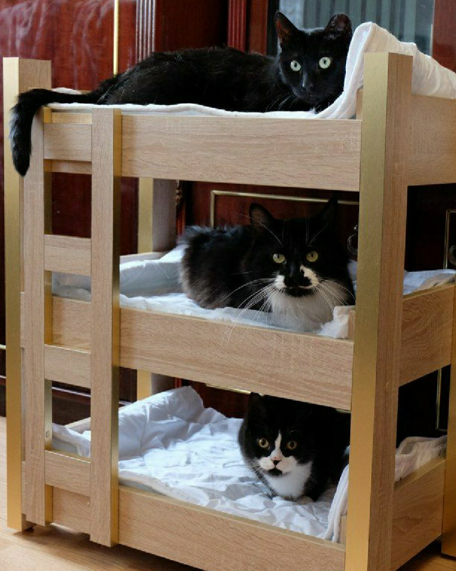 Кот в кровати