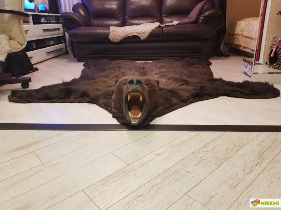 Шкура медведя в квартире