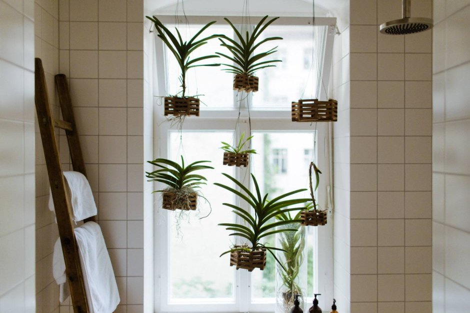 Растения для ванной комнаты с окном