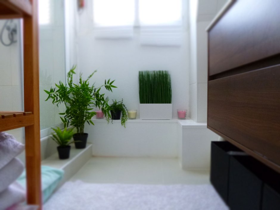 Комнатные растения в комнате без окон