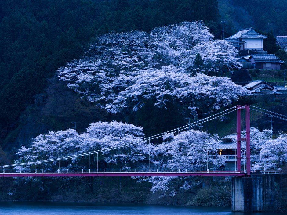 Япония мост Сакура