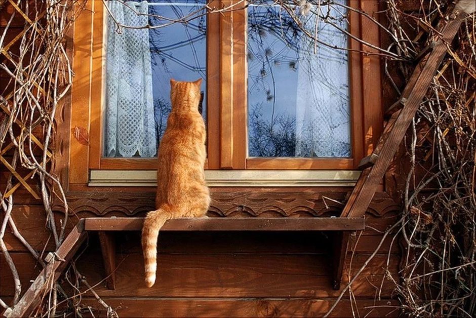 Кошки на окошке