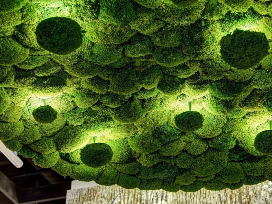Moss Space мох