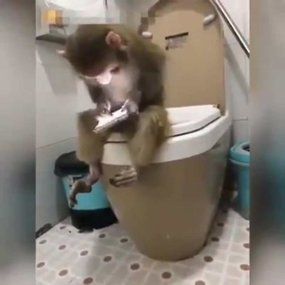 Обезьяна на горшке