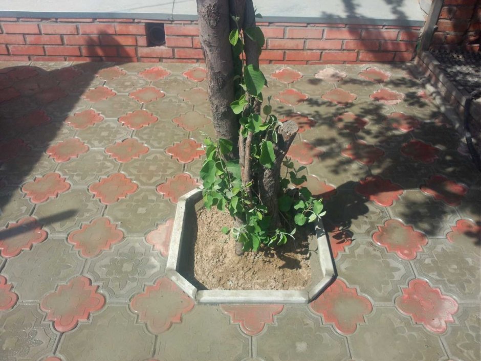 Клумба в тротуарной плитке