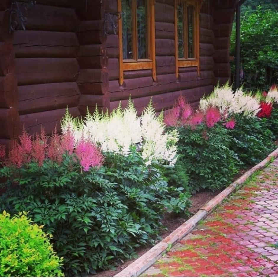 Астильба бордюр