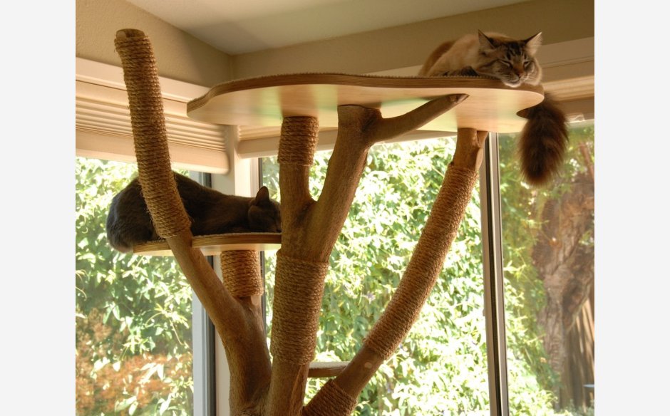 Кошачья лазалка дерево
