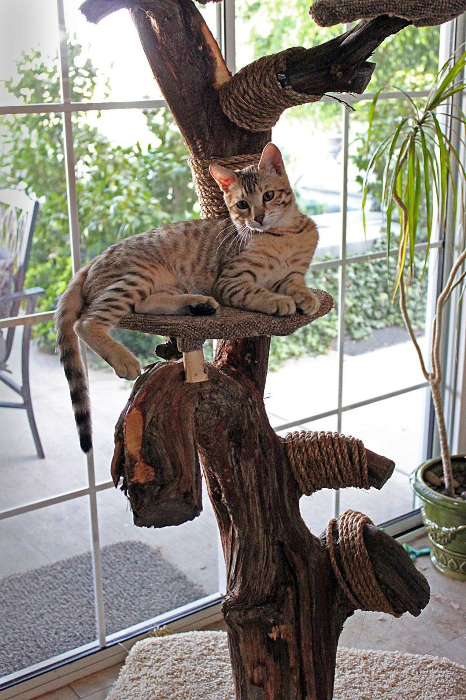 Кошачье дерево