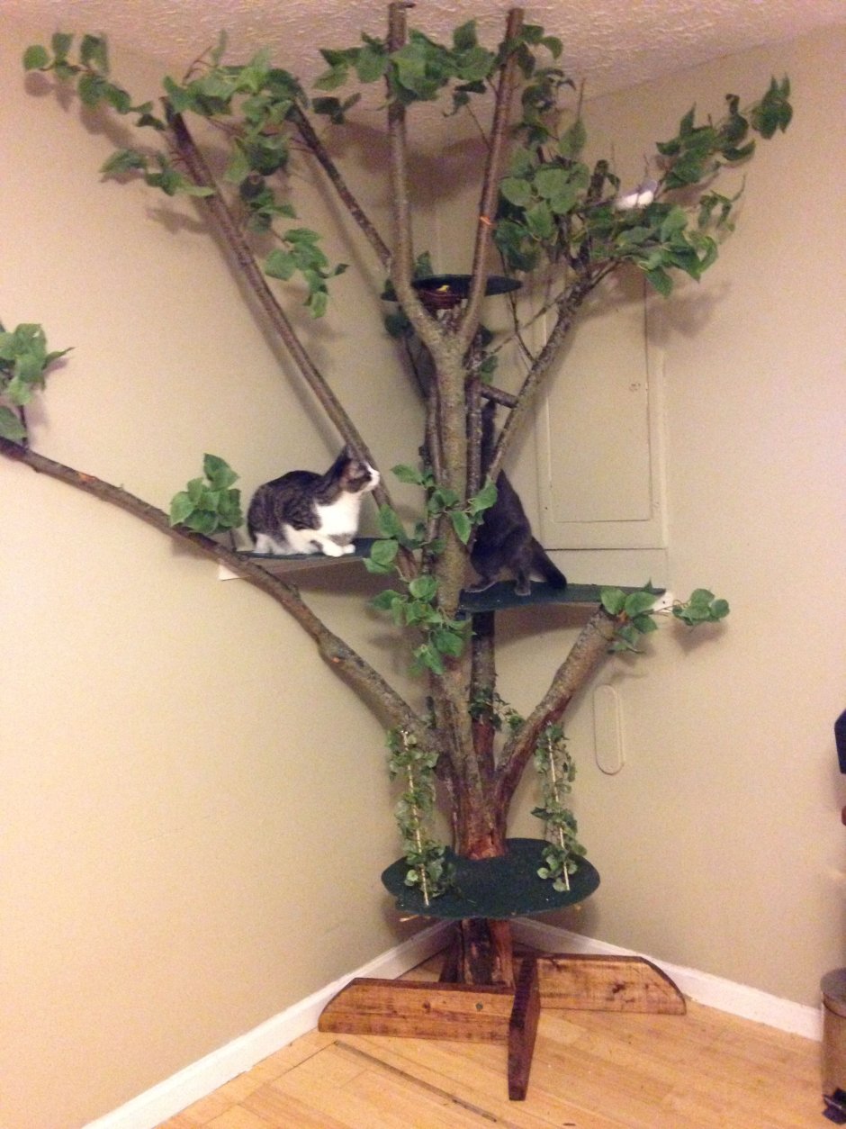 Кошки на дереве