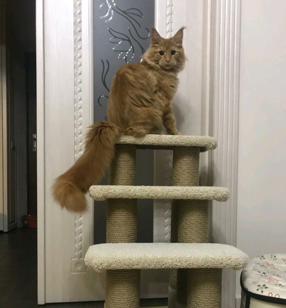 Лестница для кошек
