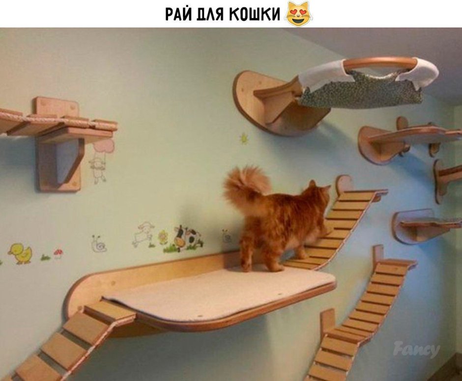Настенные комплексы для котов