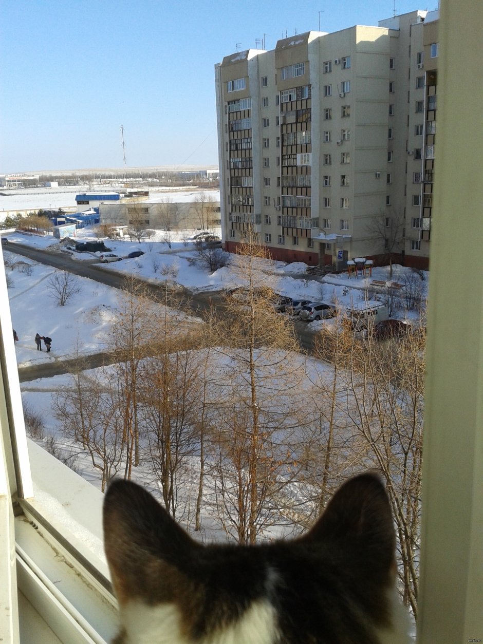 Вид из окна Россия