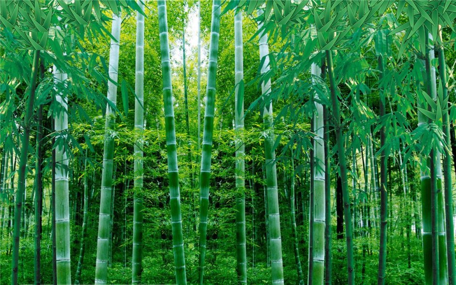Бамбуковый лес панорама