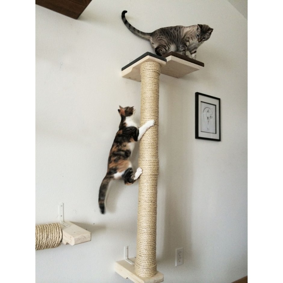 Когтеточка для кота