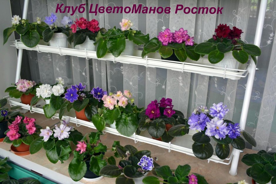 Этажерка для фиалок