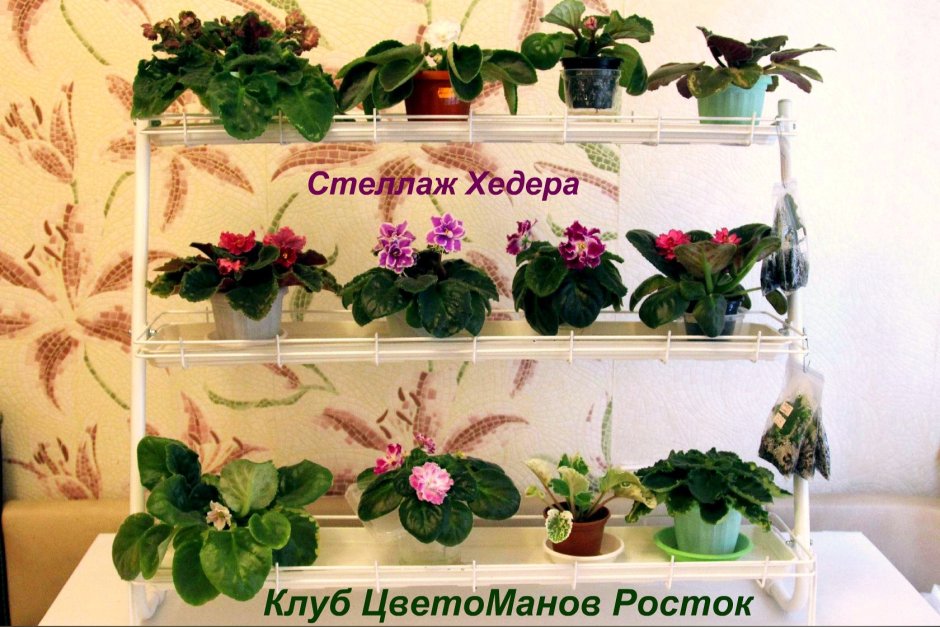 Стеллаж Хедера для растений и рассады