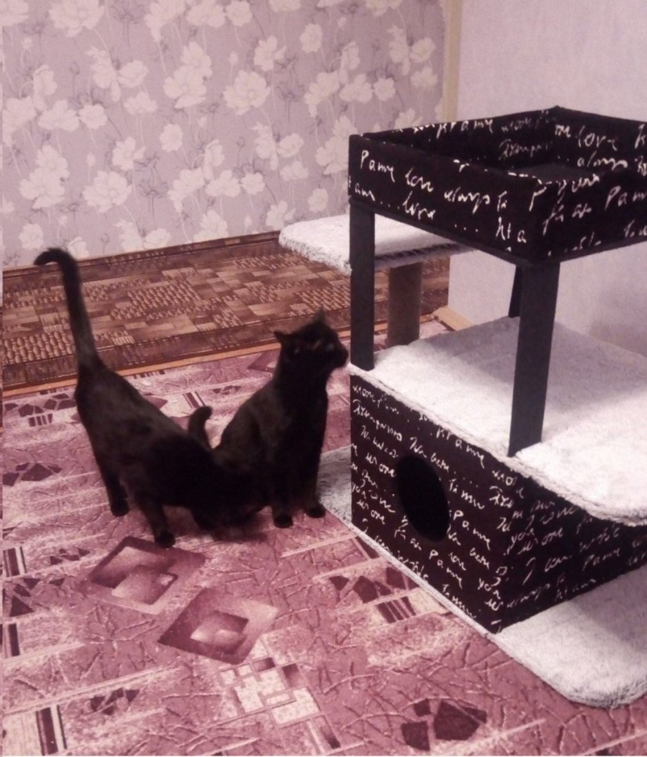 Лежанка для кошки из коробки