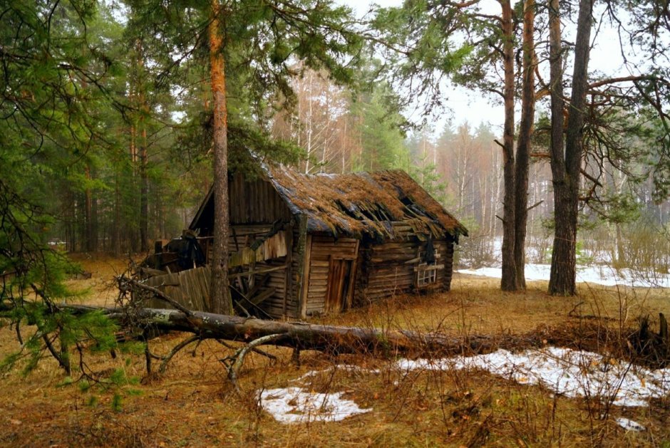 Сосновый лес изба скит Торжок