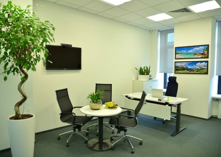 Зеленые стены в офисе