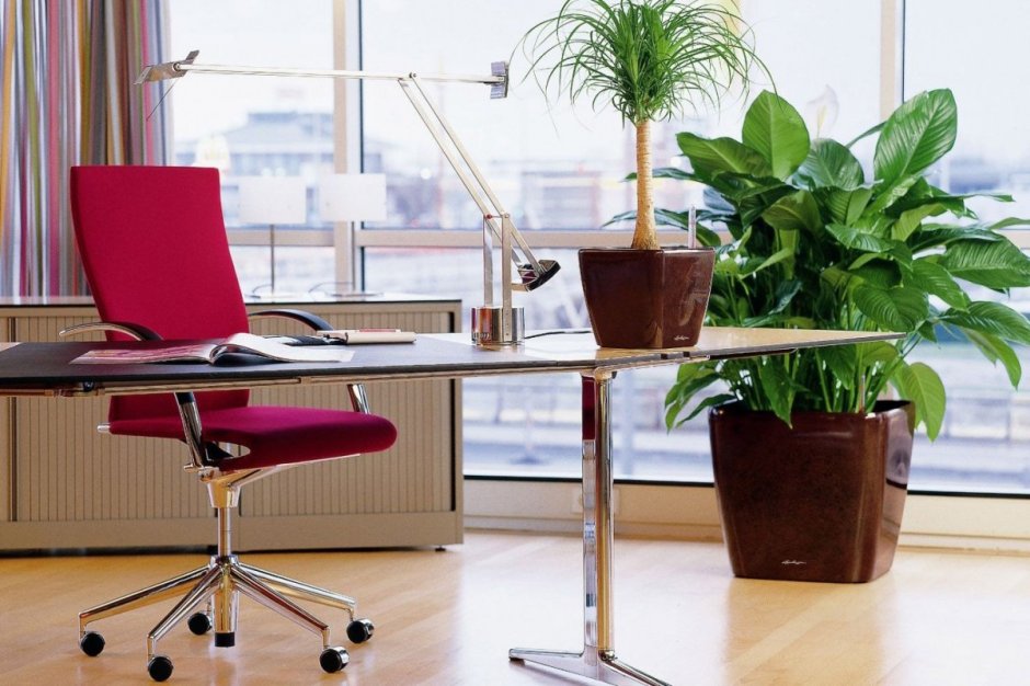 Комнатные цветы в интерьере офиса