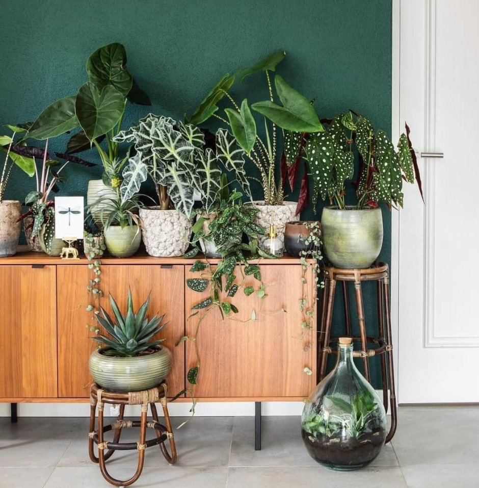 Houseplantclub