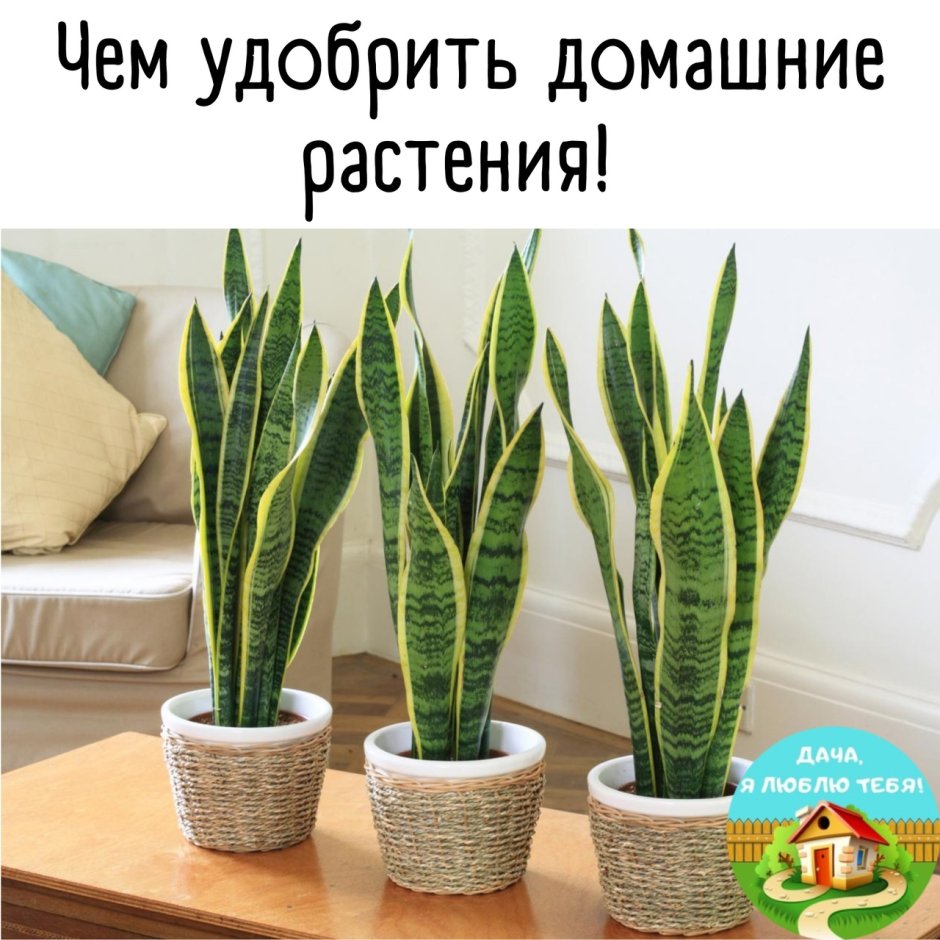 Сансевиерия щучий хвост