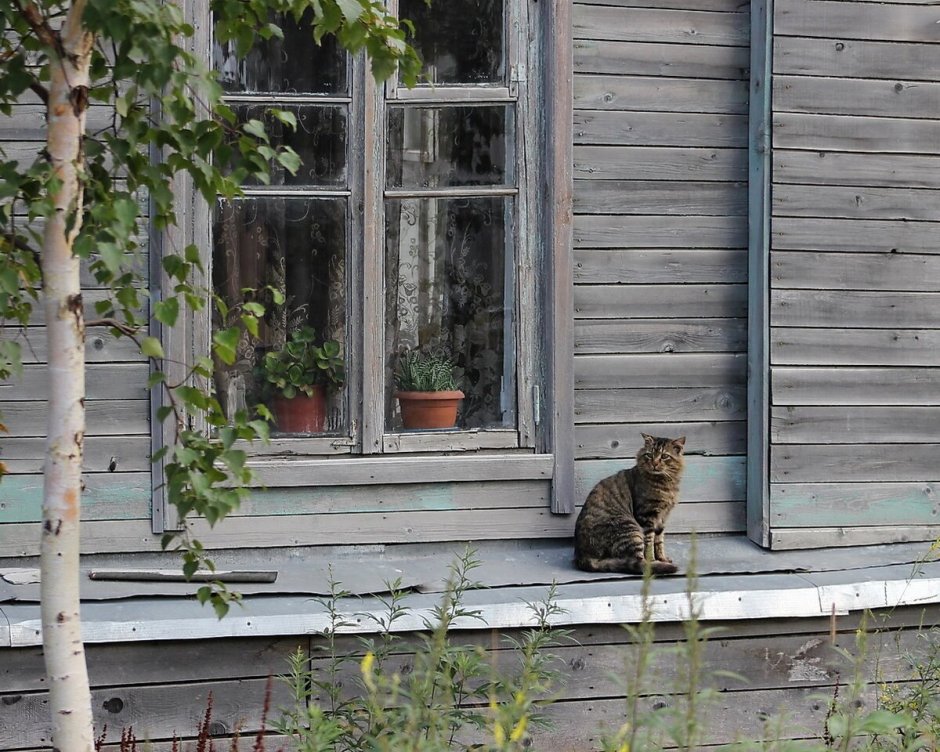 Кот в деревенском окне