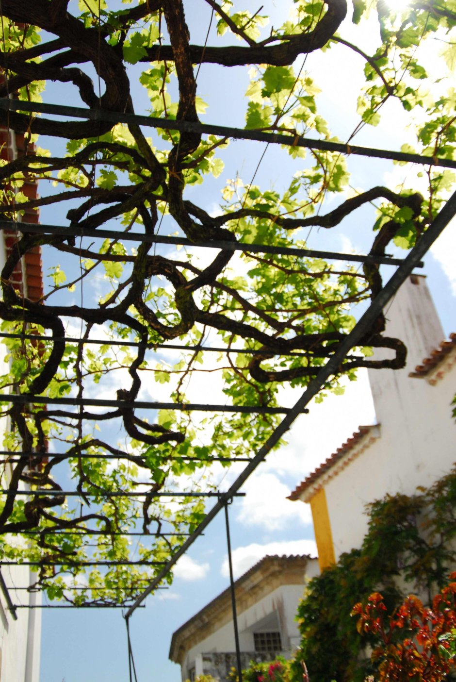 Pergolas виноград