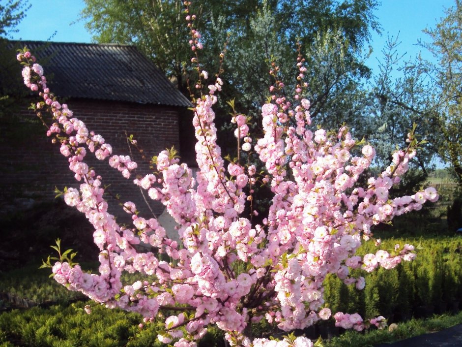 Сакура Сибирская луизеания