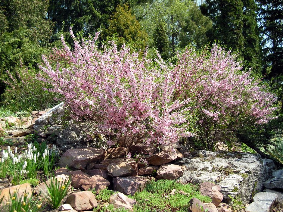 Миндаль Степной (Prunus tenella)