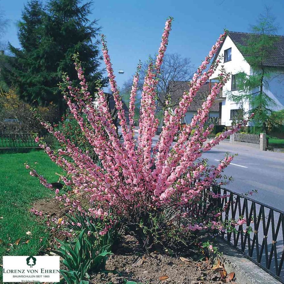 Миндаль трехлопастной Prunus triloba
