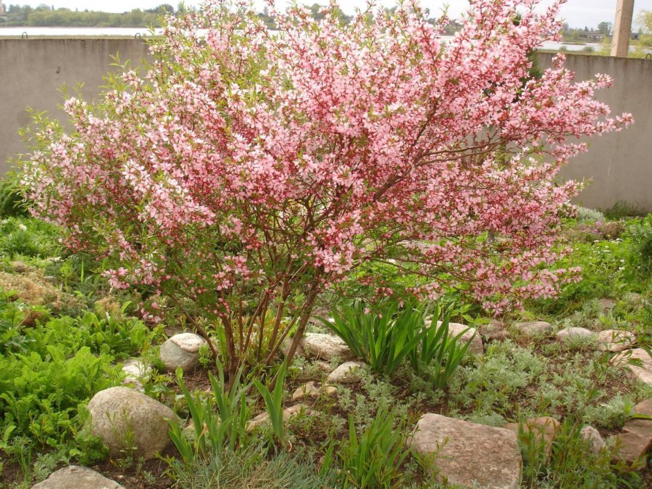 Миндаль Степной кустарник
