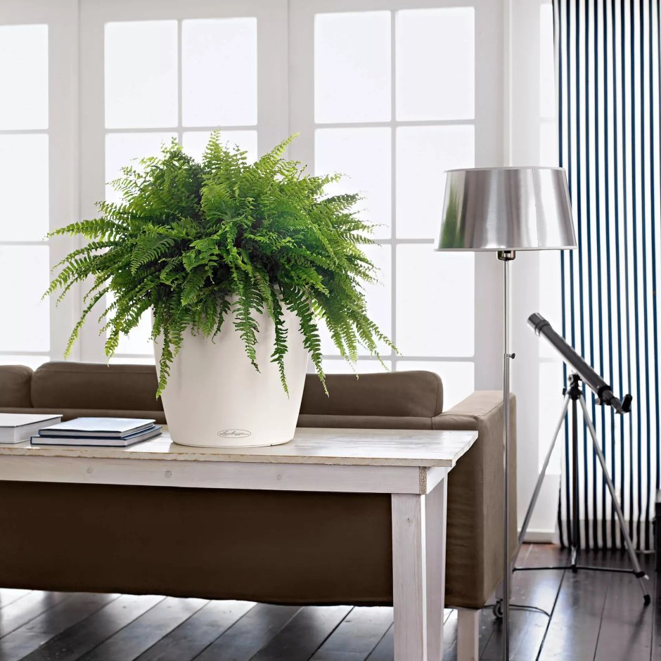 Lechuza Classico Color 35