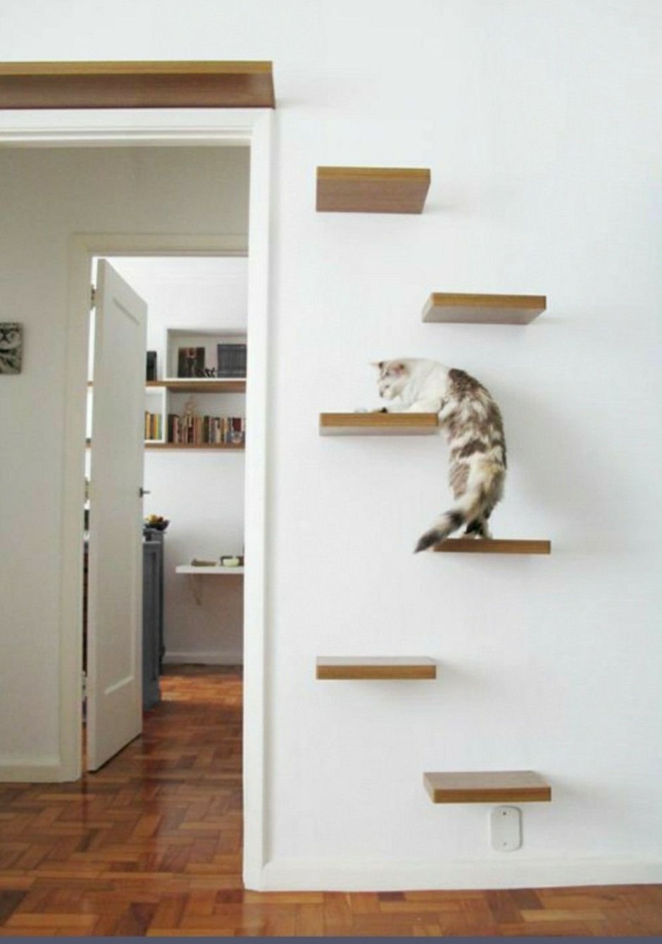 Кошачьи полки