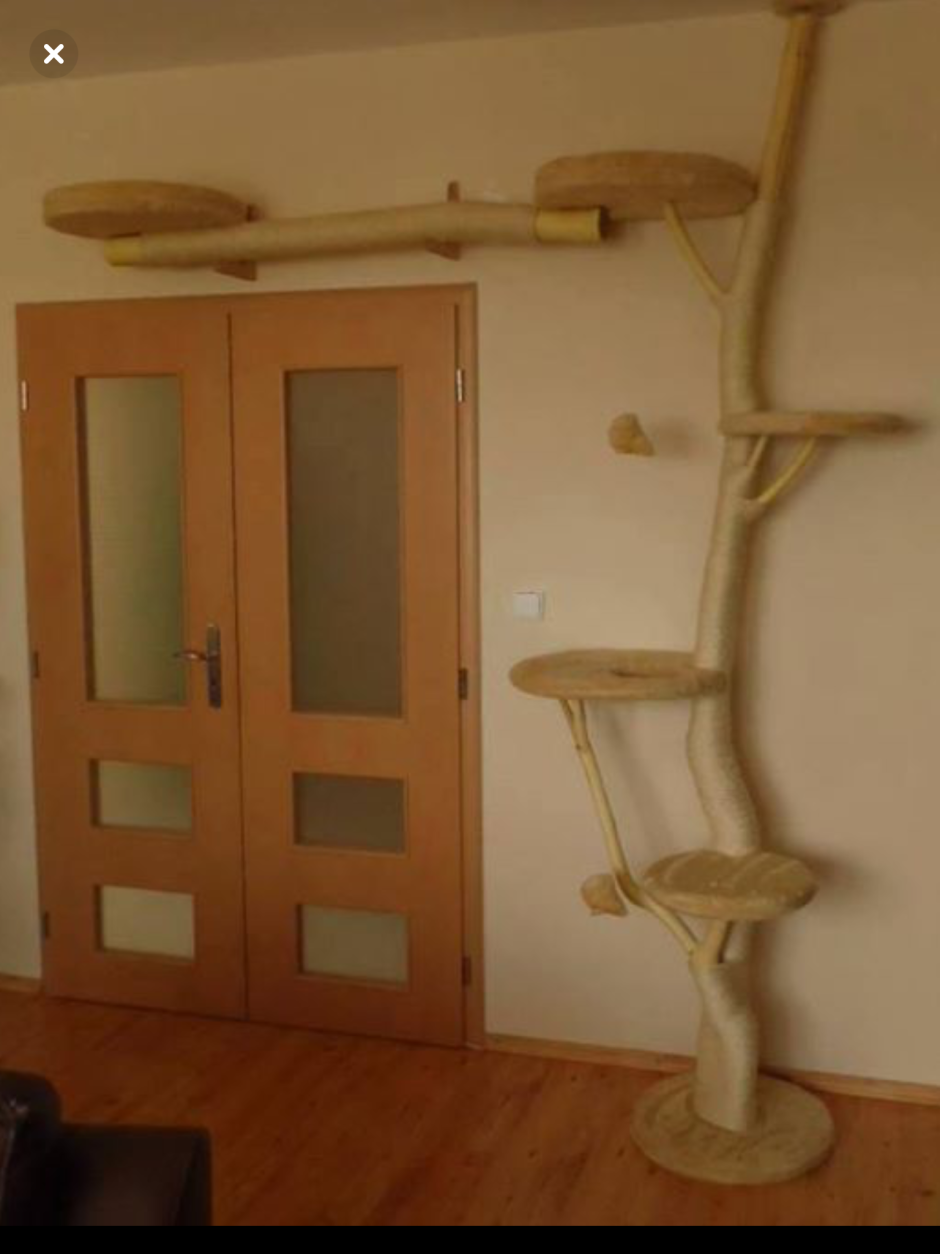 Лазалки для кошек в квартире