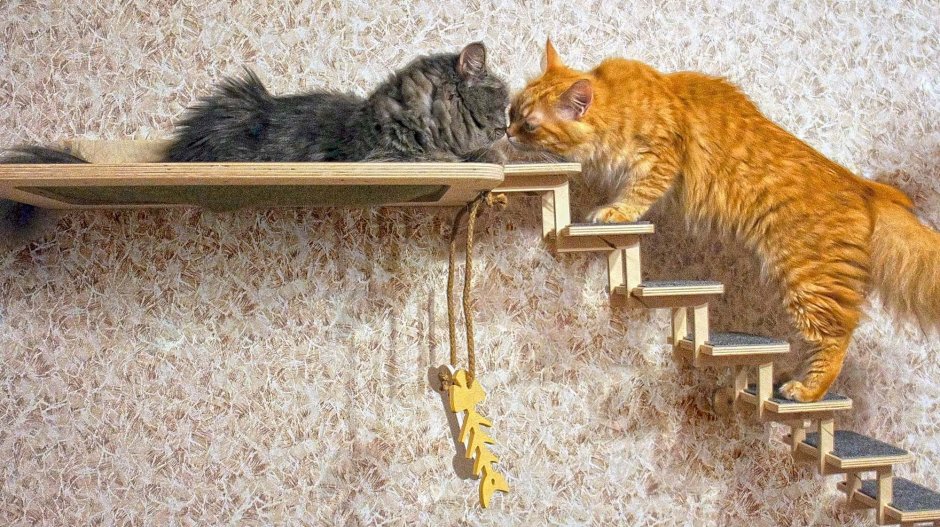 Лестница для котов