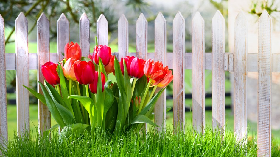 Весна тюльпаны