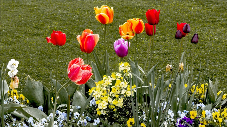 Тюльпаны на клумбе для детей