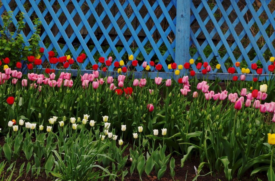 Клумба с тюльпанами