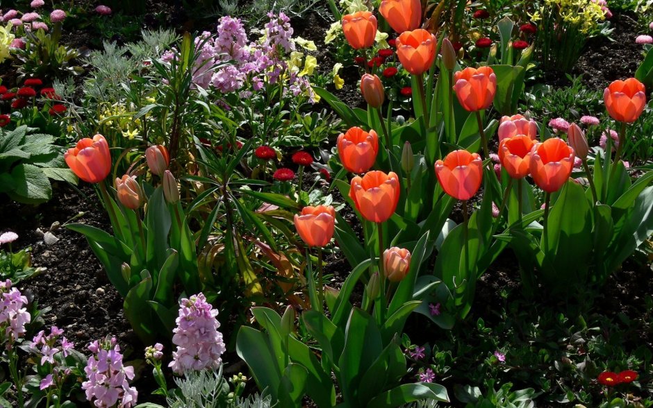 Клумба с тюльпанами