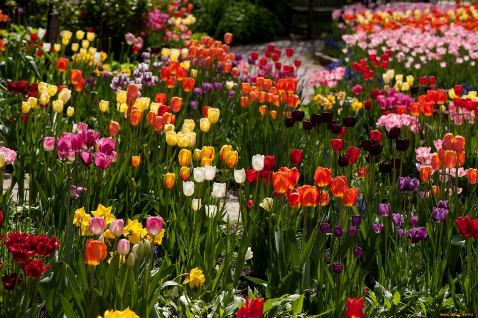 Красивые тюльпаны в саду