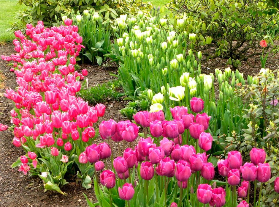 Тюльпан Timeless