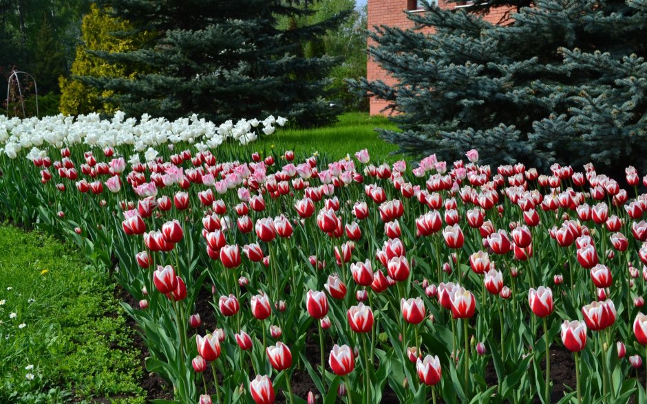 Сады тюльпан Йошкар-Ола