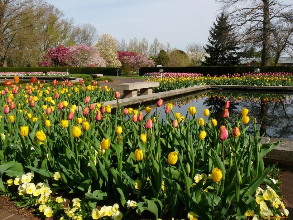 Тюльпаны в парке