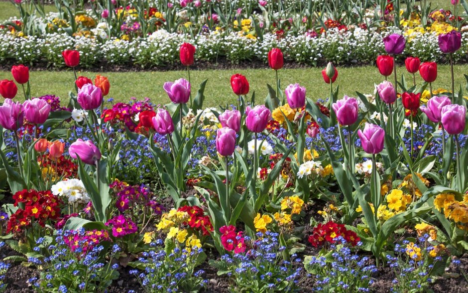 Тюльпаны садовые