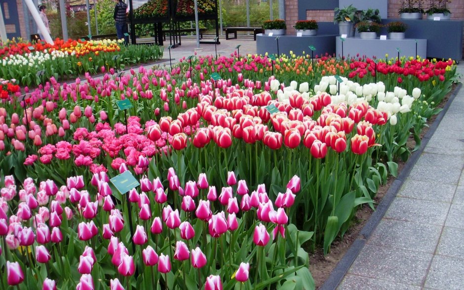 Тюльпан Cambridge